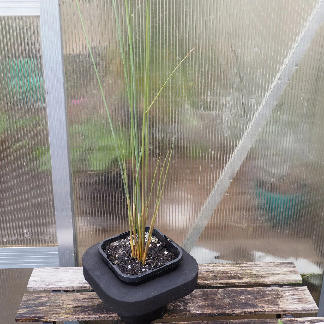 Shop our Range of Australian Native Pond Plants