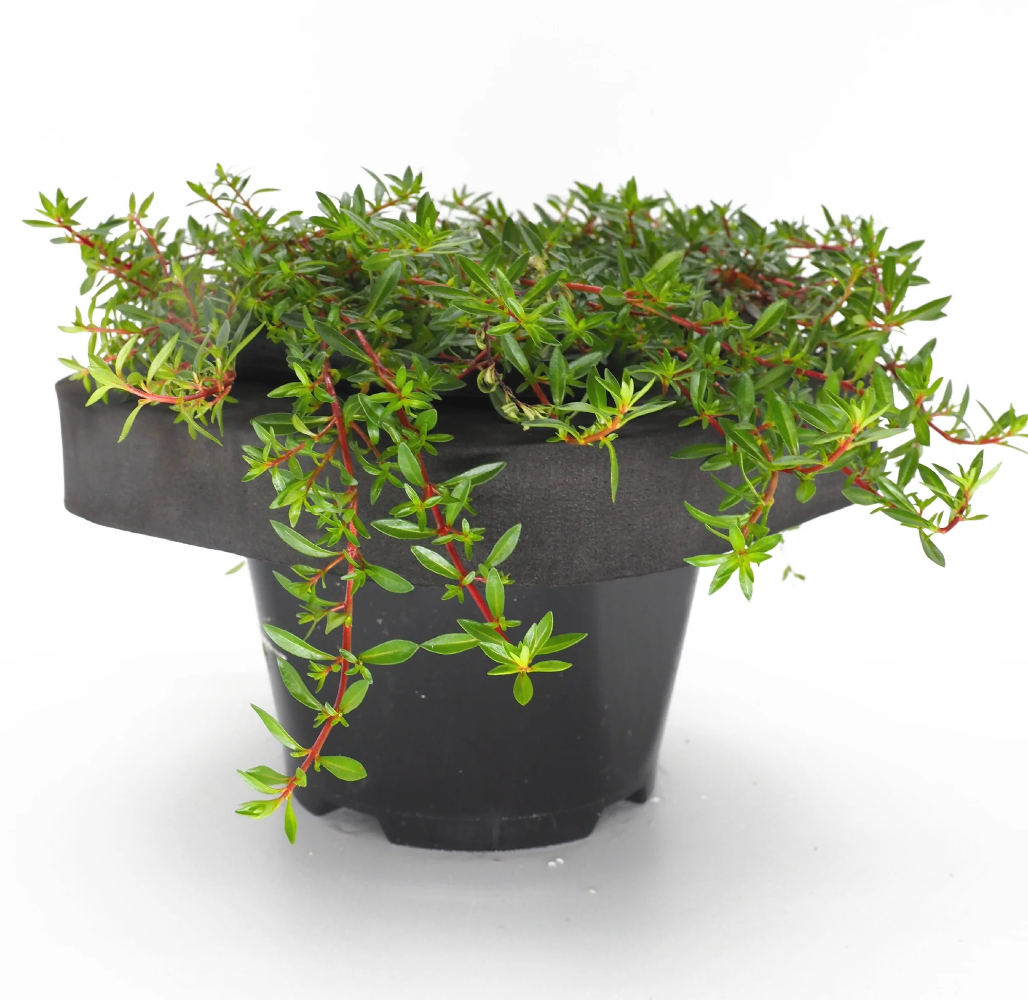 Shop our Range of Ornamental Pond Plants